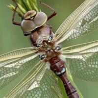 Brown Hawker 3 